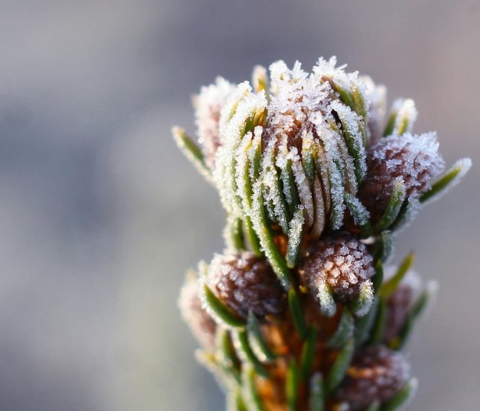 Macro visualization of natural plant structure with ice highlights